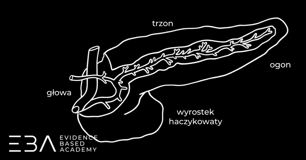 Budowa trzustki: głowa z wyrostkiem haczykowatym, trzon i ogon.
