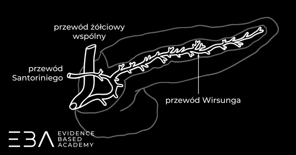 Przewody trzustki: przewód Wirsunga, przewód Santoriniego oraz przewód żółciowy wspólny przechodzący przez głowę trzustki.